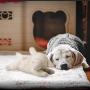 ALL FOR PAWS AFP Sheep Pet Behavioral Aid Toy Plush Toy