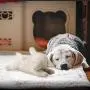 ALL FOR PAWS AFP Sheep Pet Behavioral Aid Toy Plush Toy ALL FOR PAWS AFP Sheep Pet Behavioral Aid Toy Plush Toy