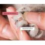 Nareo Pet Nail Clippers Nail Scissors Cat Dog Nail Clippers Pet Supplies Teddy Nail Clippers Cut Nails