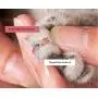 Nareo Pet Nail Clippers Nail Scissors Cat Dog Nail Clippers Pet Supplies Teddy Nail Clippers Cut Nails Nareo Pet Nail Clippers Nail Scissors Cat Dog Nail Clippers Pet Supplies Teddy Nail Clippers Cut Nails