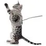 HEQUSigns Adjustable Cat Harness, Dog Vest Harness Set Escape Proof Walking Cat Jacket, Easy Walk Puppy Harness Training For Dog/Cat/Kitten/Rabbit/Ferret/Chicken Outfit Harness Outdoor Travel HEQUSigns Adjustable Cat Harness, Dog Vest Harness Set Escape Proof Walking Cat Jacket, Easy Walk Puppy Harness Training For Dog/Cat/Kitten/Rabbit/Ferret/Chicken Outfit Harness Outdoor Travel