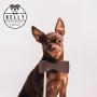 Belly Shiny Dog I 16.9 fl oz I Protects & Moisturizes Dog Skin & Fur I 100% Organic, Vegan & Natural Ingredients I for Dogs & Puppies I for All Types of Fur & Hair