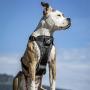 Kurgo Tru-Fit Smart Harness, Dog Harness, Pet Walking Harness, Quick Release Buckles, Front D-Ring for No Pull Training, Includes Dog Seat Belt Tether, For Small, Medium, & Large Dogs.