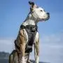 Kurgo Tru-Fit Smart Harness, Dog Harness, Pet Walking Harness, Quick Release Buckles, Front D-Ring for No Pull Training, Includes Dog Seat Belt Tether, For Small, Medium, & Large Dogs. Kurgo Tru-Fit Smart Harness, Dog Harness, Pet Walking Harness, Quick Release Buckles, Front D-Ring for No Pull Training, Includes Dog Seat Belt Tether, For Small, Medium, & Large Dogs.