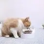Instachew Fresh Nano Cat Bowl for Feeding Pet Leak and Skid Proof Dish in Optimal Shape for Healthy Dining Habit