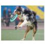 TuoTang The New Dog Treat Toy UFO Chasing The Ball IQ