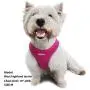 azuza Dog Harness for Small Dogs, Reflective Step in Dog Vest Harness, All Weather Comfort Air Mesh Puppy Harness azuza Dog Harness for Small Dogs, Reflective Step in Dog Vest Harness, All Weather Comfort Air Mesh Puppy Harness