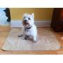 SharpStuff Reusable Potty Training Pee Pads for Puppy Dog Pet & Baby Washable Organic Cotton Waterproof 2pk Large (27''x35'') Mats for Housebreaking Whelping Travel & Incontinence Bed Mattress Protector