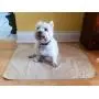 SharpStuff Reusable Potty Training Pee Pads for Puppy Dog Pet & Baby Washable Organic Cotton Waterproof 2pk Large (27''x35'') Mats for Housebreaking Whelping Travel & Incontinence Bed Mattress Protector SharpStuff Reusable Potty Training Pee Pads for Puppy Dog Pet & Baby Washable Organic Cotton Waterproof 2pk Large (27''x35'') Mats for Housebreaking Whelping Travel & Incontinence Bed Mattress Protector