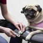 WWahuayuan Paws Dog Nail Trimmer,Dog Nail Grinder Upgrade-Professional Pet Nail Trimmer Painless Paw, Suitable for Combing and Smoothing of Small and Medium-Sized Large Cats and Dogs
