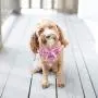 PUPTECK Checkered Frills Soft Mesh Dog Vest Harness Puppy Padded Pet Harnesses for Cat Small Dogs (XS: Chest 9.4-10.2'', Neck 8.5'', Pink)