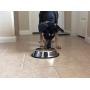 Kobys Paws Stainless Steel Slow Feed Interactive Dog Bowl with Non-Slip Bottom Prevents Bloat, Rapid Eating and Improves Digestive Health
