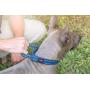 Tuff Pupper Small (13-17’) Heavy Duty Dog Collar with Handle and Medium Midnight Blue Metro - No Pull Dog Harness Bundle
