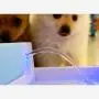 Xihouxian White and Blue LED Pet Smart Water Dispenser Cat and Dog Drinking Basin Electric Water Feeder Double Filter Water Injection Water Mute ABS Large Capacity 1.8L C40 Xihouxian White and Blue LED Pet Smart Water Dispenser Cat and Dog Drinking Basin Electric Water Feeder Double Filter Water Injection Water Mute ABS Large Capacity 1.8L C40