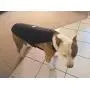 Canine Weight Set Anxiety/Aggression/Control Heavy Duty Dog Vest/Harness Canine Weight Set Anxiety/Aggression/Control Heavy Duty Dog Vest/Harness