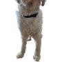 Labra Dog Canine K9 Chest Halter Harness for use Canine Knee Brace