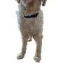 Labra Dog Canine K9 Chest Halter Harness for use Canine Knee Brace