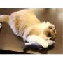 Krimo Interactive Toys Cat Catnip Toys Pet Fish Shape Cat Pillow Cat Toy Pet Toy Simulation Plush Doll Toys for for Cat Pet Kitties Baby Cat