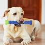 FAMKIT Silicone Blue Green Pet Molar Tooth Cleaner Brushing Stick Cleaning Supplies Toothbrush Toy for Dogs