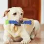 FAMKIT Silicone Blue Green Pet Molar Tooth Cleaner Brushing Stick Cleaning Supplies Toothbrush Toy for Dogs FAMKIT Silicone Blue Green Pet Molar Tooth Cleaner Brushing Stick Cleaning Supplies Toothbrush Toy for Dogs
