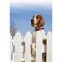 Petsafe KeepSafe Break-Away Collar, Prevent Collar Accidents for your Dog or Puppy, Improve Safety, Compatible with Leash Use, Adjustable Sizes Petsafe KeepSafe Break-Away Collar, Prevent Collar Accidents for your Dog or Puppy, Improve Safety, Compatible with Leash Use, Adjustable Sizes