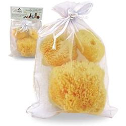 Constantia Pets Sea Sponges for Dogs - Luxury Canine Bath Care, for Pet Grooming, Soft & Gentle Pampering