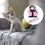 JETTINGBUY 3 Set Rabbit Harness Leash Adjustable Soft Breathable Mesh Small Pet Harness Running Walking Jogging Harness Leash for Small Animals (M)