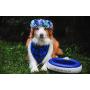 Torus Pet Water Bowl | 2-Liter | Fresh Filtered Water | Healthy & Hygienic Pet Bowl | for Small, Medium, Large Dogs, Cats & Other Pets