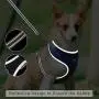 Puppy Harness and Leash Set - Dog Vest Harness for Small Dogs Medium Dogs- Adjustable Reflective Step in Harness for Dogs - Soft Mesh Comfort Fit No Pull No Choke (XS, Light Green)