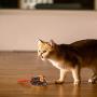 Gigwi Interactive Mouse Cat Toy, Squeaky Cat Toy with Real Mouse Electronic Sound, Automatic Moving Mouse Toy for Indoor/Outdoor Cats