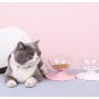 Cilkus Cat Dog Bowls Elevated Cat Food Water Bowls 0/20°Tilted Raised Pet Feeder Bowl with Anti Slip Stand for Cats and Small Dogs 1pcs Cilkus Cat Dog Bowls Elevated Cat Food Water Bowls 0/20°Tilted Raised Pet Feeder Bowl with Anti Slip Stand for Cats and Small Dogs 1pcs