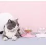 Cilkus  Cat Dog Bowls Elevated Cat Food Water Bowls 0/20°Tilted Raised Pet Feeder Bowl with Anti Slip Stand for Cats and Small Dogs 1pcs
