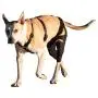 Walkabout Double Knee Brace and Chest Harness (Medium Brace L Chest Harness)