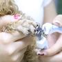 Bowwow & Meow Dog Nail Clippers and Trimmer with Safety Guard to Avoid Over-Cutting Nails