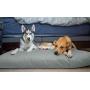 NaturoPet Natural Dog and Cat Bed, 100% Natural Virgin Wool & Organic Cotton Covers, Indoor Pet Beds Made in USA, Premium Support, Dual Zippered Removable and Machine Washable Covers (Large, Cloud)