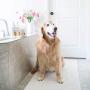 Martha Stewart for Pets All-Purpose Shampoo for Dogs with Oatmeal and Aloe | Natural Oatmeal Dog Shampoo is Naturally Moisturizing, Soothing, and Cleansing for All Dogs | 16 Ounces (FF9600)