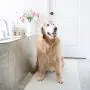 Martha Stewart for Pets All-Purpose Conditioner for Dogs with Oatmeal and Aloe | Natural Oatmeal Dog Conditioner is Naturally Moisturizing, Soothing, and Nourishing for All Dogs | 16 Ounces (FF9601)