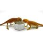 Carolina Custom Cages Superworm Bowls, 2 Each