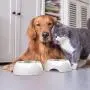 PETMAKER Pet Bowls – Raised Stainless Steel & Plastic Nonslip Rubber Bottom Food & Water Station for Pets PETMAKER Pet Bowls – Raised Stainless Steel & Plastic Nonslip Rubber Bottom Food & Water Station for Pets