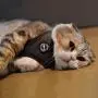 CATSPIA Lumi A Harness CATSPIA Lumi A Harness