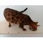 A Cats Domain Wall Mounted Cat Feeding Shelf (Elevated Diner) Physical Size: Depth- 12.75 Inches Width- 24 Inches Height- 2.5 Inches (24 Width, Unfinished) A Cats Domain Wall Mounted Cat Feeding Shelf (Elevated Diner) Physical Size: Depth- 12.75 Inches Width- 24 Inches Height- 2.5 Inches (24 Width, Unfinished)