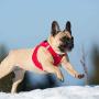 Curli Vest Harness Softshell with Air-Mesh Lining Step-in Dog Harness Lightweight Breathable Dog Harnesses for Small Medium Dogs