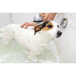 Greenbone All Natural Pet Shampoo