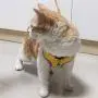 ocijf179 Pet Harness Adjustable Dog Cat Kitten Harness Puppy Vest Leash Chest Strap Set Pet Supplies - Black L