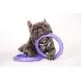 2 Puller Mini Interactive Dog Toy 7.5'' Rings, Purple, for Small Breed Dogs 2 Puller Mini Interactive Dog Toy 7.5'' Rings, Purple, for Small Breed Dogs