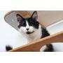 CatastrophiCreations Roman - Multiple-Level Cat Hammock & Climbing Activity Center Wall-Mounted Cat Tree Shelves