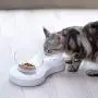 Love Dream Cat Bowls Elevated, Raised Cat Food Bowls with Stand, 0/20° Tilted Cat Food Water Bowl Stress-Free Suit for Cats Small Dogs Love Dream Cat Bowls Elevated, Raised Cat Food Bowls with Stand, 0/20° Tilted Cat Food Water Bowl Stress-Free Suit for Cats Small Dogs