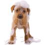 Organic Excellence Mild Dog Shampoo, Great for All Pets: Dogs, Puppies, Cats, Horses, Formulated for Sensitive Skin, Made with Aloe and Nourishing Botanicals - 16oz