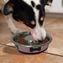 Boomer N Chaser BNC-10011 Slow Feeder Spill Proof Pet Bowl Fusion Hot Pink