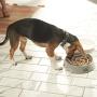 Franklin Pet Supply Slow Feed Tornado Bowl - Pet Bowl - Dog Bowl- Food - Water Bowl - Small - Medium - Large Dog Food Bowl - Puppy - Slow Feed Dog Bowl